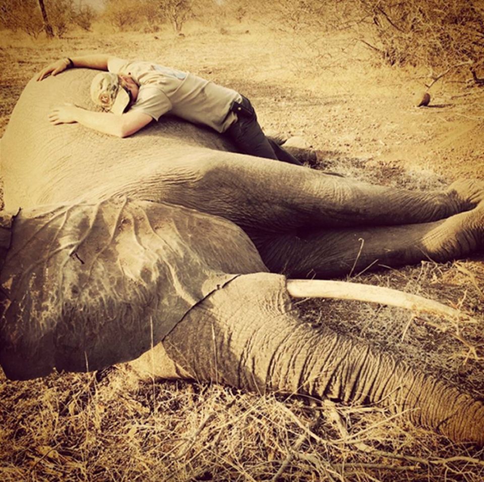  Prince Harry with a sedated female elephant in Kruger National Park in Southern Africa