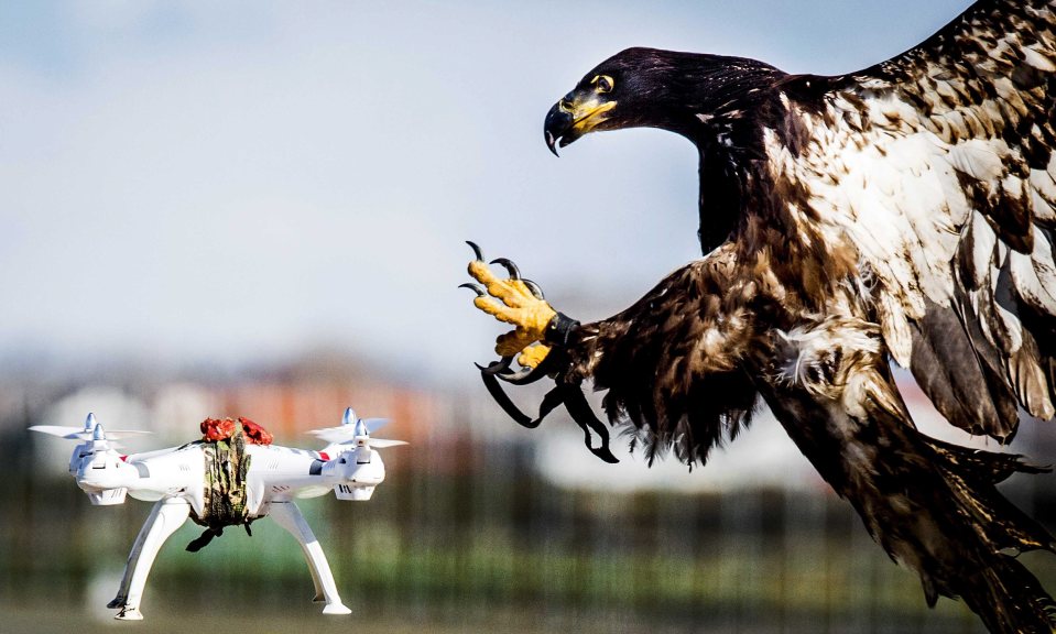  Specially-trained birds of prey can be used to take out rogue drones