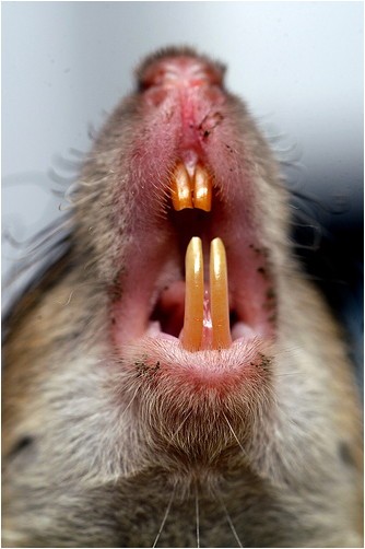  Rats have strong teeth and can chew through various household materials