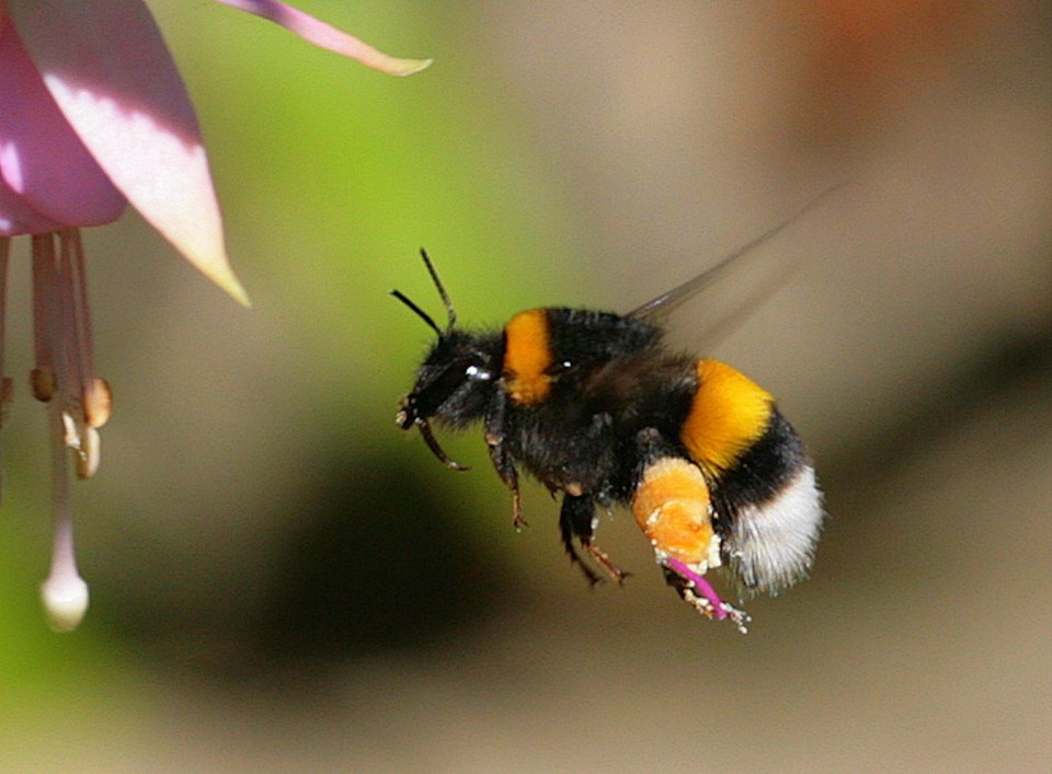  The successful candidate will need to hold a British Beekeepers Association diploma