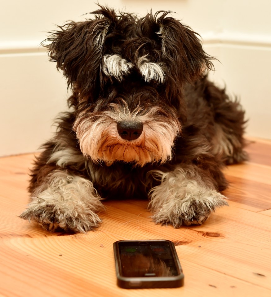  Noel has already started a phone counselling service for pets