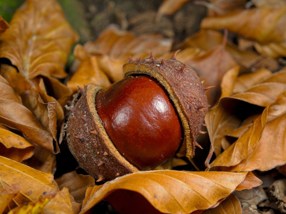 Conker emerging from shell