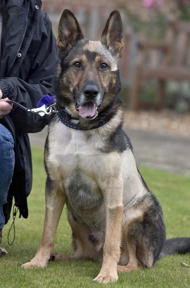  Hertfordshire police dog Finn, who needed surgery after being stabbed several times while chasing an armed suspect