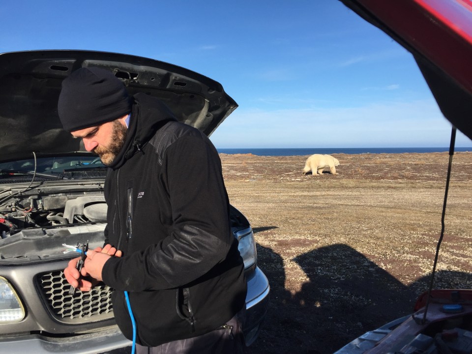  Arctic Live cameraman Jonathan Young improvised jump leads to re-start a broken-down vehicle while polar bears circle