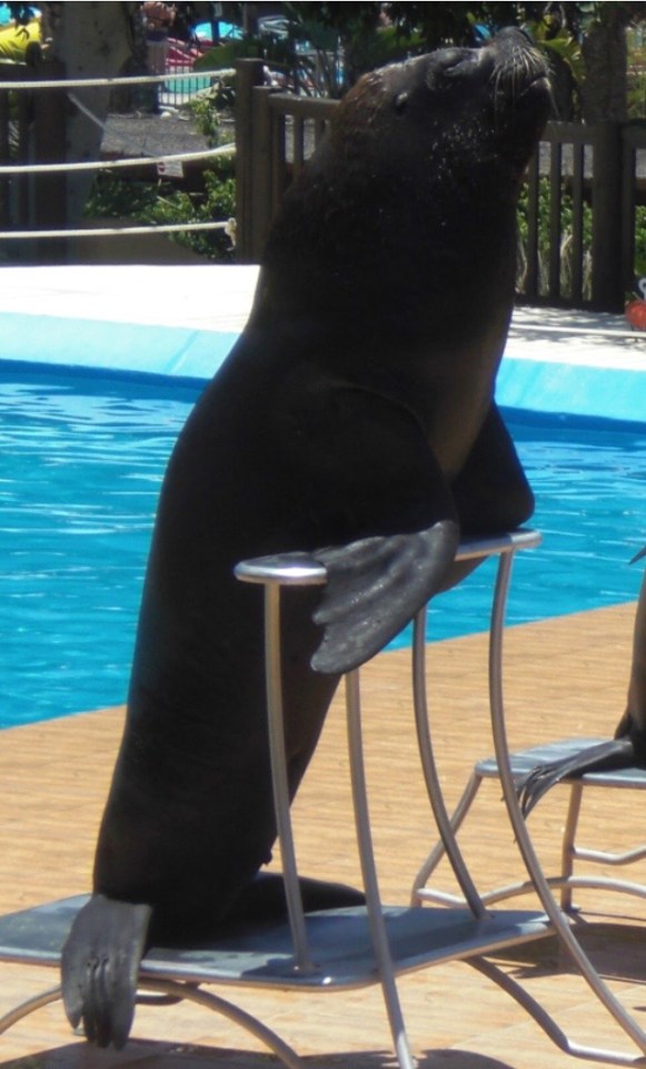  Attack . . . Rocky the sea lion stands 8ft tall while Leah is a petite 5ft