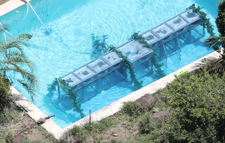  A new pool has been erected this year with scary looking cages inside