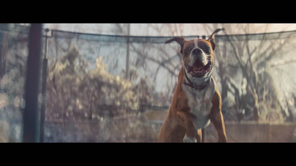  Here is Buster the dog, merrily bouncing away in the John Lewis Christmas ad