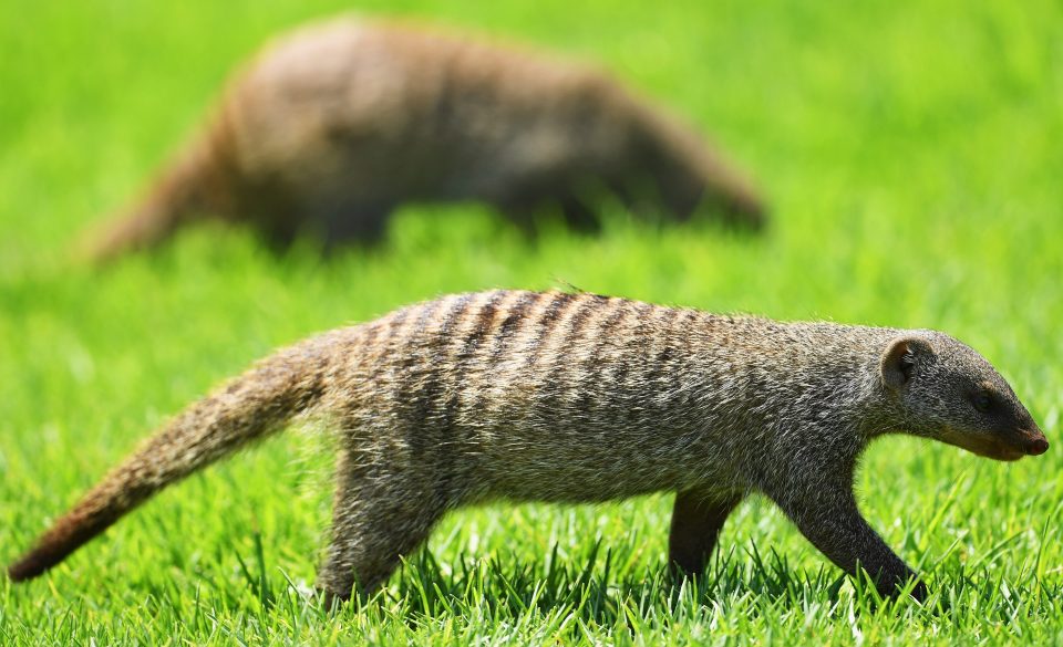 The mongooses clearly love their golf...