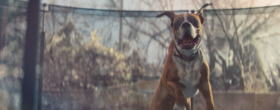  Charities have warned owners to not let their dogs on trampolines