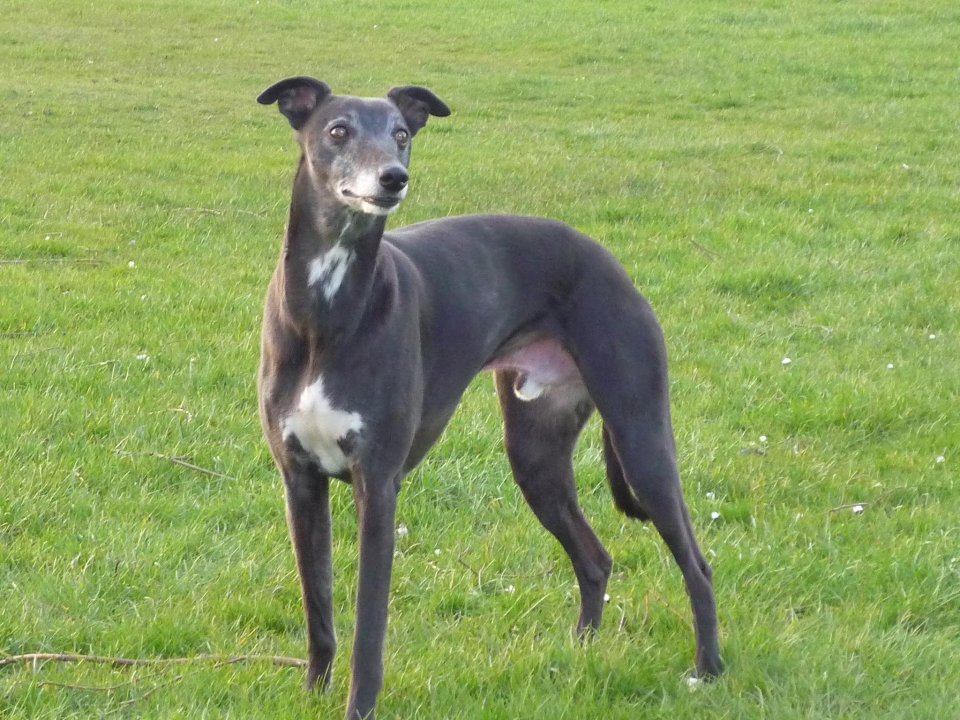  Beautiful pooch Walnut is 18 years old and is having increasingly serious health issues