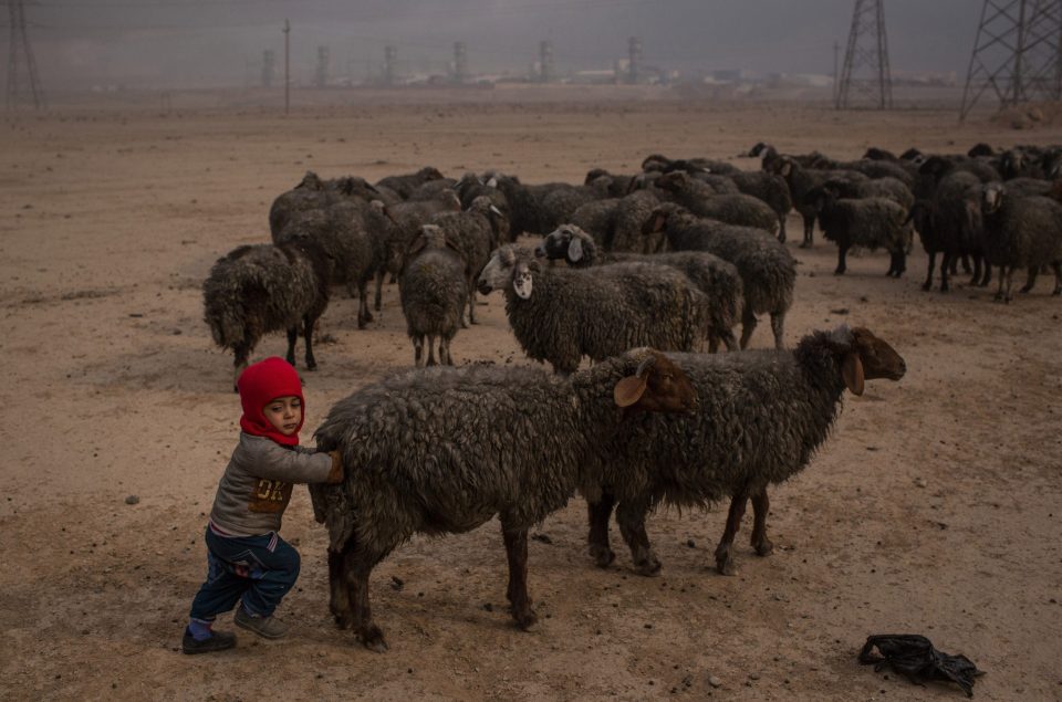  Falling soot from burning oil wells near besieged ISIS stronghold Mosul has turned the local sheep black