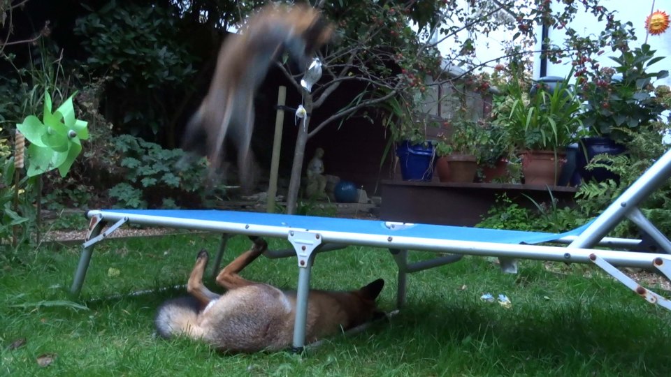  The foxes regularly visit Dora's garden and love her sun lounger