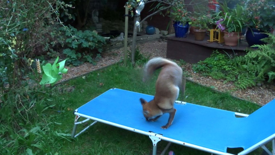  Fudge, Faith and Freya give the CGI John Lewis foxes a run for their money as they frolic and jump high on her sun lounger