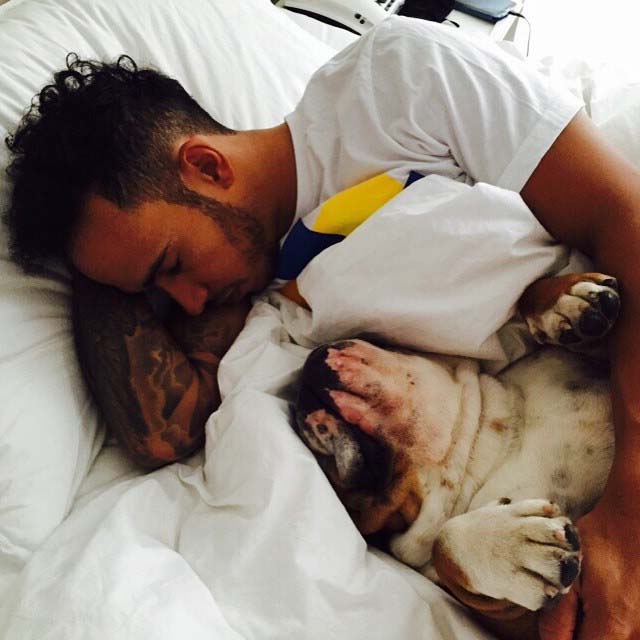  Lewis Hamilton is having his beloved bulldogs sperm frozen after the pooch recently got the snip