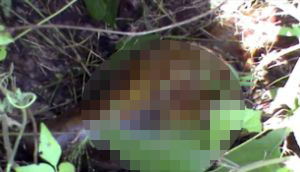  The girl's rotten body was found in the grass