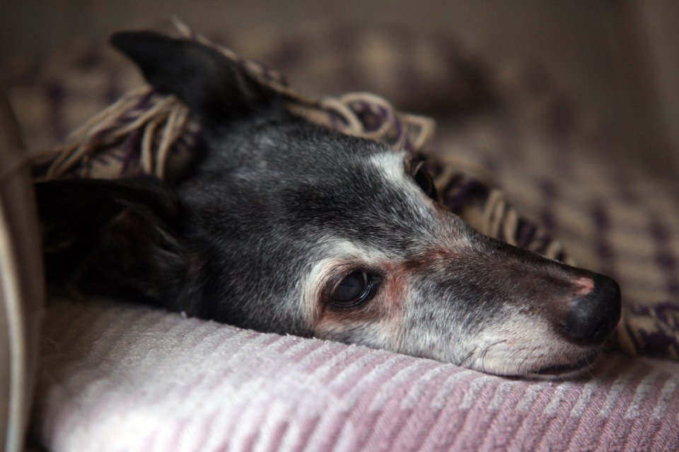  18-year-old Walnut had been Mark's companion since he was a puppy