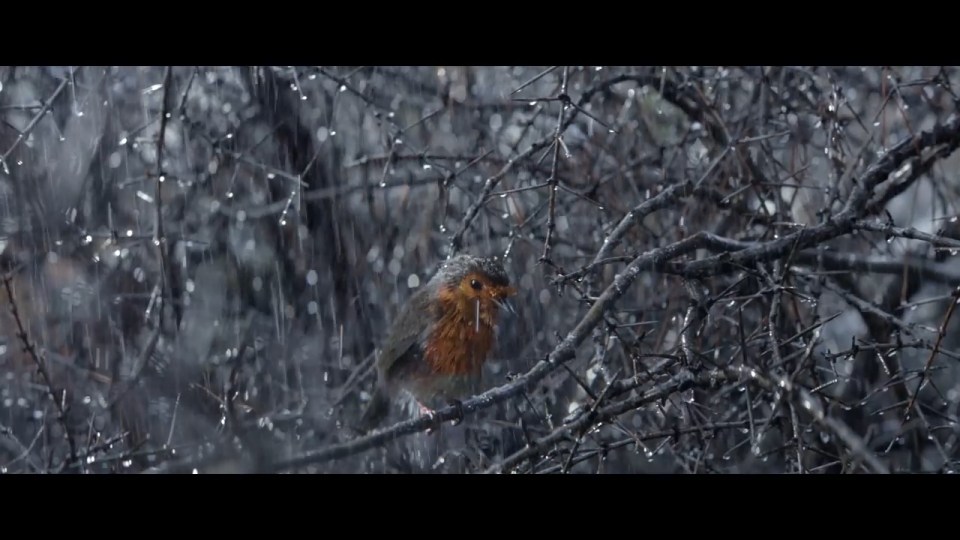  The robin is seen battling through the elements as he tries to make it home for Christmas