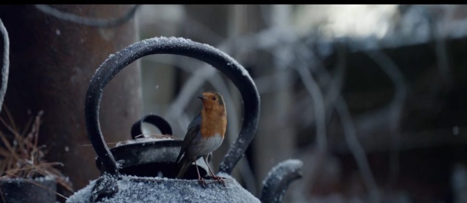  This little robin is the star of Waitrose's Christmas ad 2016