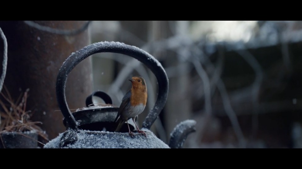  This little robin is the star of Waitrose's Christmas ad 2016