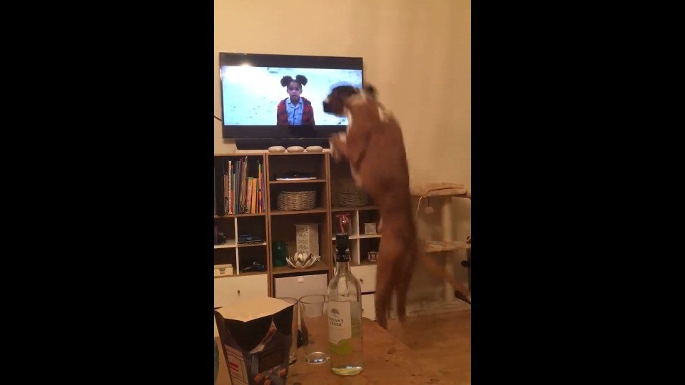  Buzz just can't help joining in with the bouncing when he sees it on screen