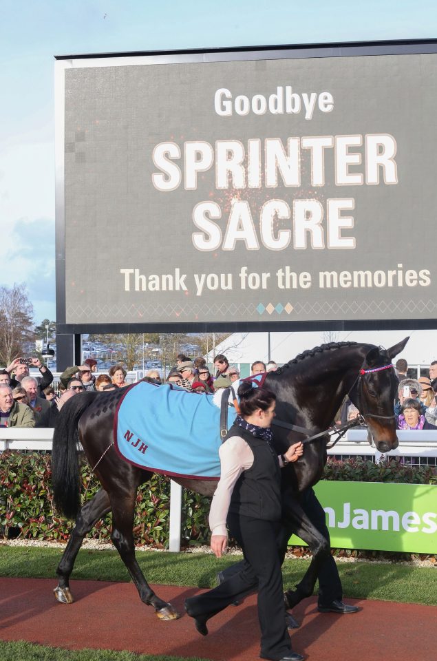  Sprinter Sacre is paraded before The Shloer Steeple Chase during The Open Sunday at Cheltenham