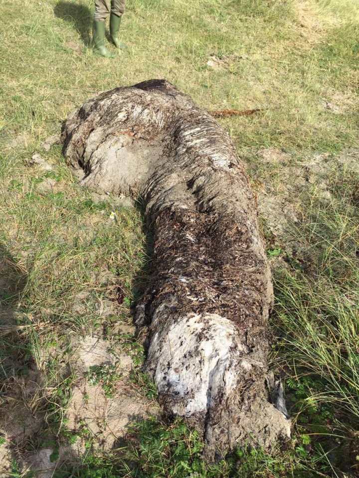  Islanders say the mystery beasts are ten feet long and could be polar bears