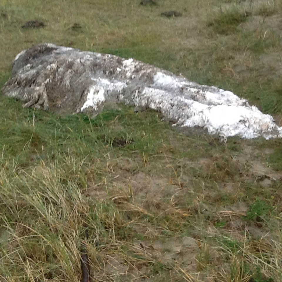  The grey blobs have revealed white fur-like matter after three months exposed on Colonsay