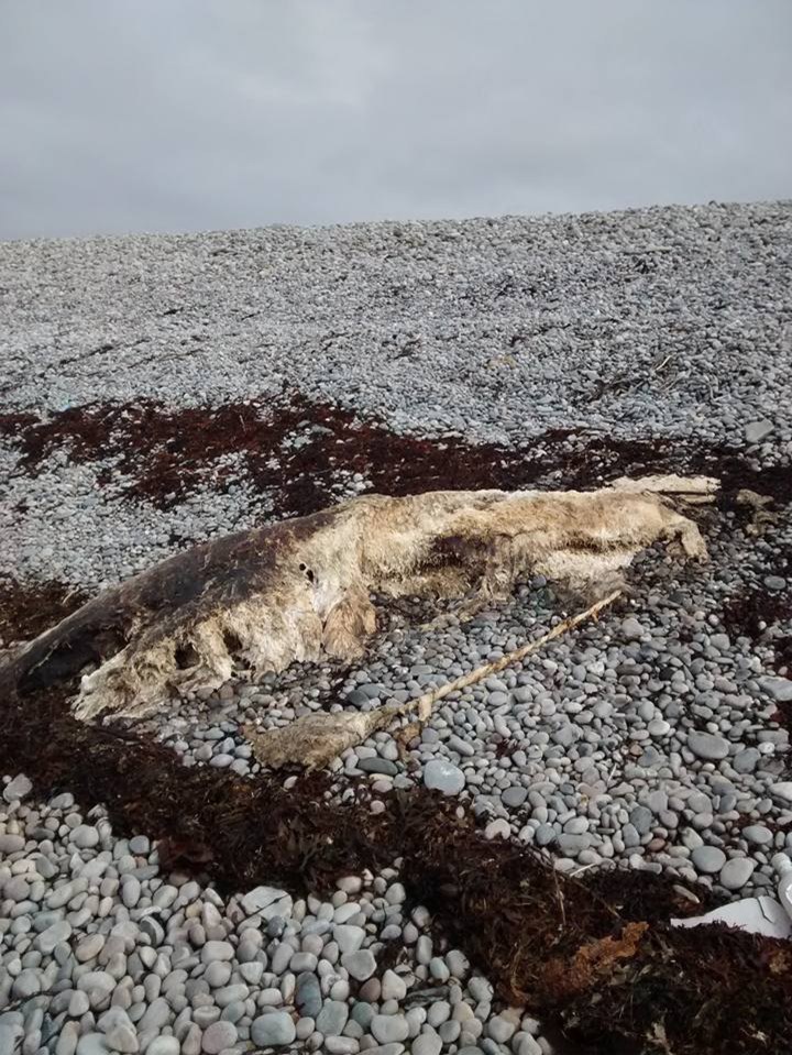  Locals say grey debris has blown away to reveal 'white fur' and bear-like features