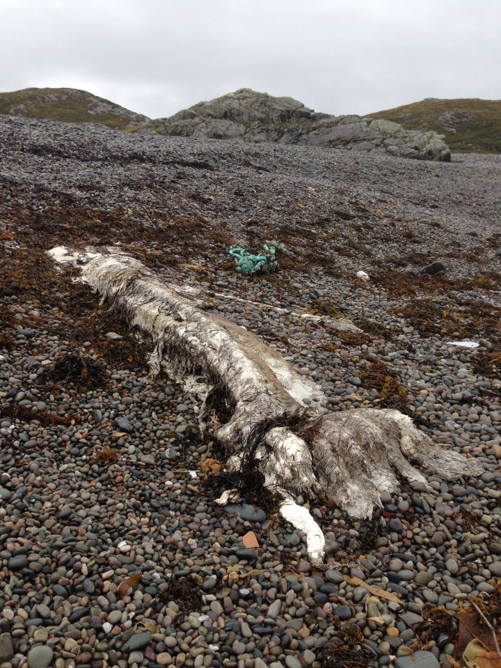  Islanders and even a vet could not initially identify the stinking carcasses that washed up on the beach