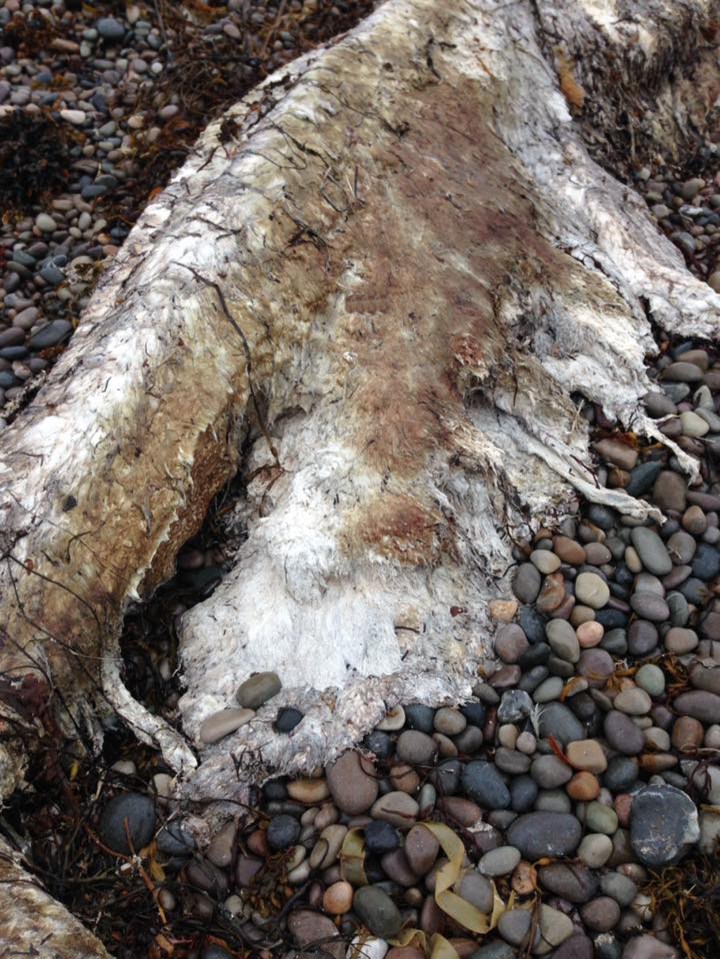  The massive corpses left islanders baffled when they washed up on Colonsay in August