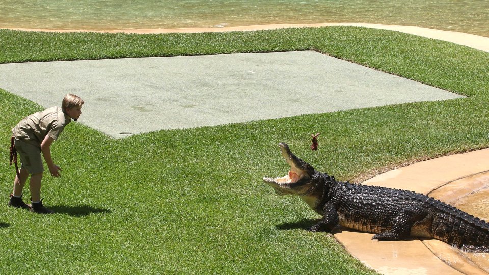  Robert Irwin feeds Monty the croc at an event celebrating his late-father Steve