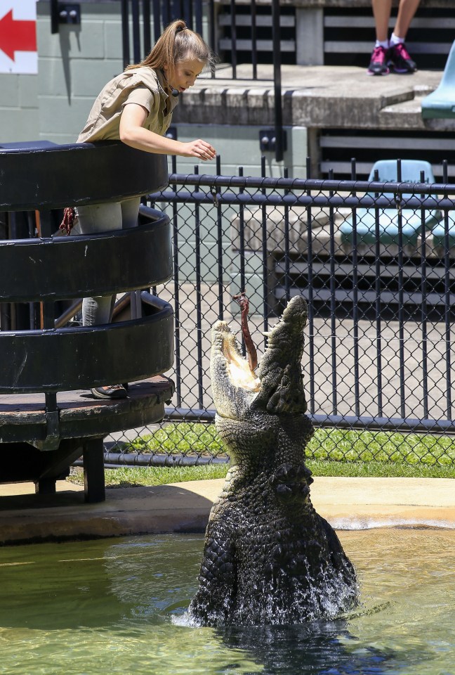  Bindi also feeds the giant crocodile during the event which raises money for wildlife conservation