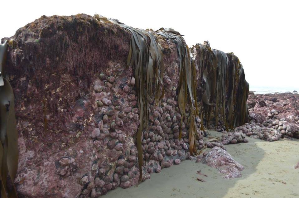  The incredible strength of New Zealand's recent earthquake was displayed after rocks were pushed two metres up through the seabed