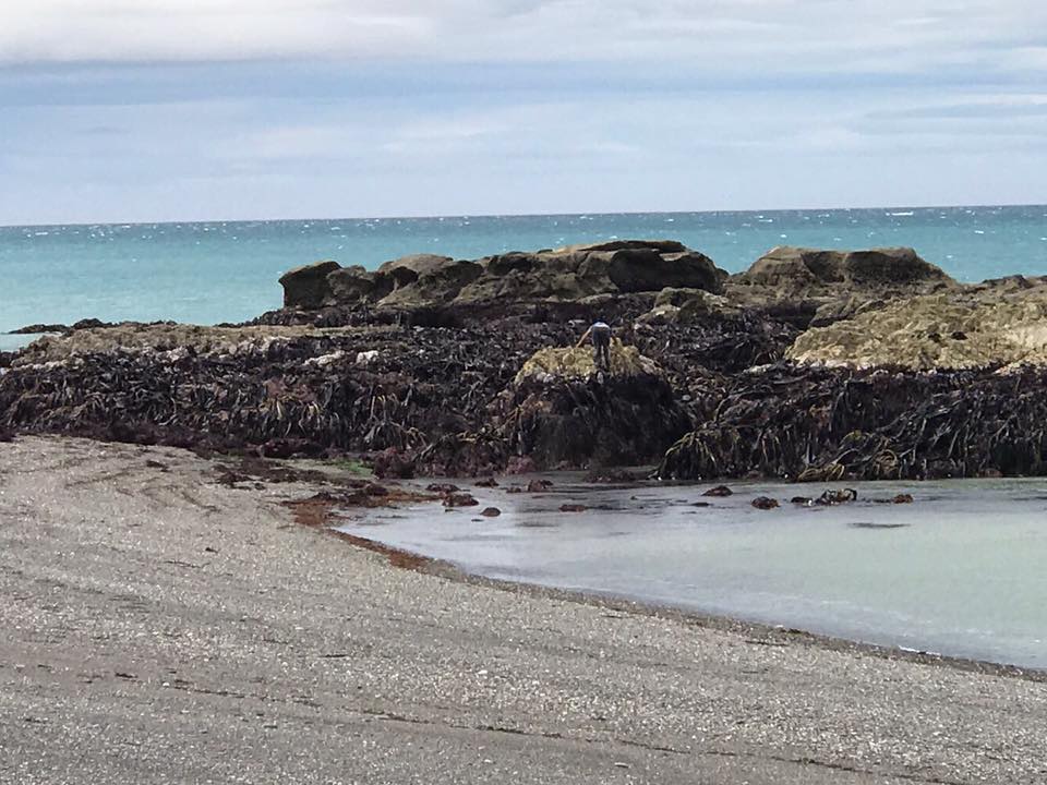  The giant quake moved land upwards causing the sea life to jump out of the water