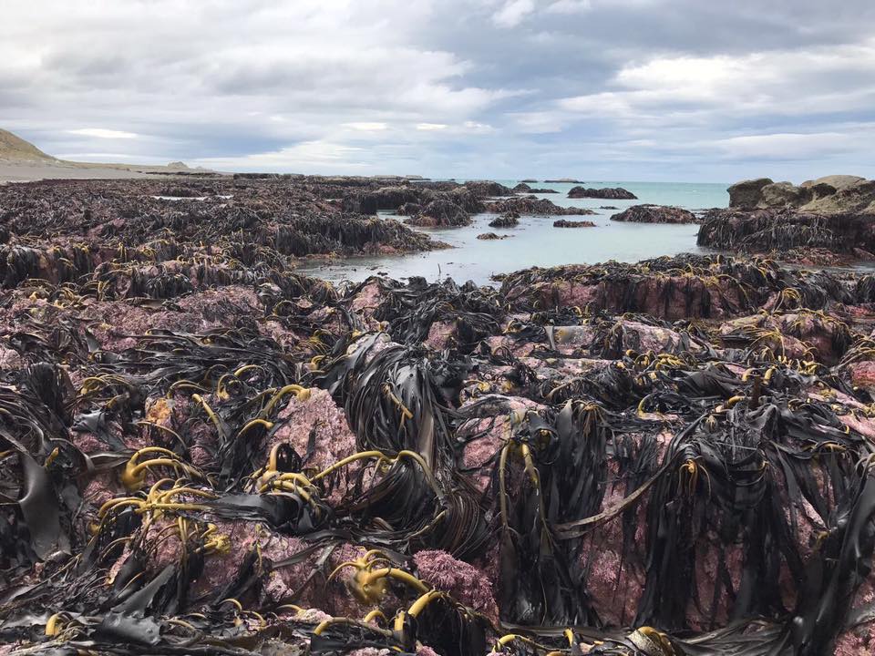  This is the first time in recorded history that a New Zeland seabed has been raised by an earthquake