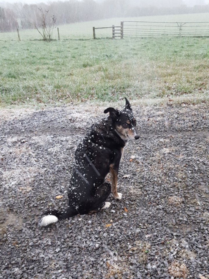  Clare Hunt's dog gives her a 'grumpy' look as he sits in the snow in Blackborough, Devon