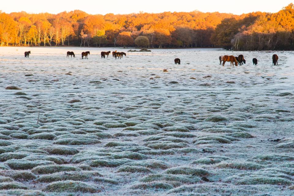  The morning sunlight catches the autumnal colours in the trees as wild horses graze on a frosty morning in the New Forest, near Brockenhurst