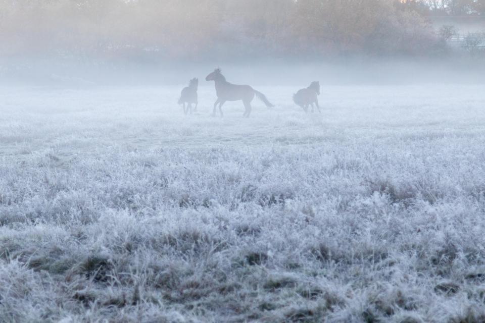  Large parts of the country woke up to frosty conditions which these animals seemed to relish