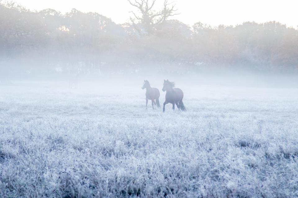  Horses frolic in the frost and mist near Brockenhurst, Hampshire