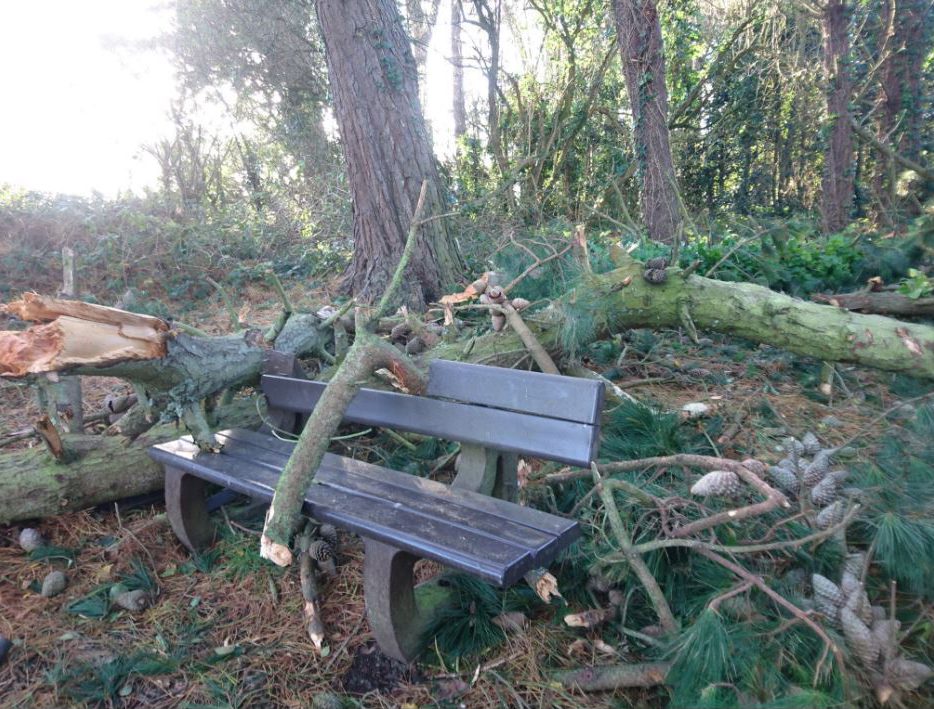  A fallen tree that has smashed through a bench in Guernsey, Channel Islands