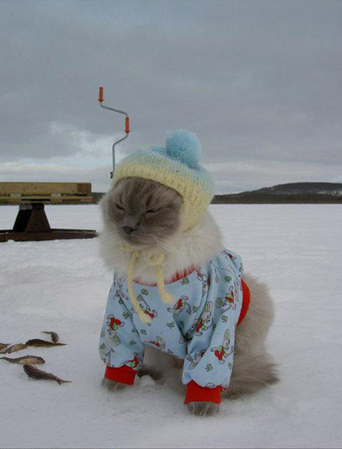  Cool for cats . . . as if the indignity of being in a night clothes wasn't enough