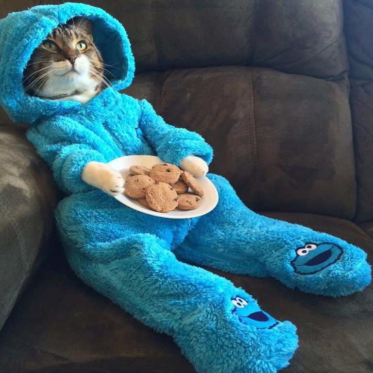  Cat the got the cookies . . . this feline is looking very pleased with itself