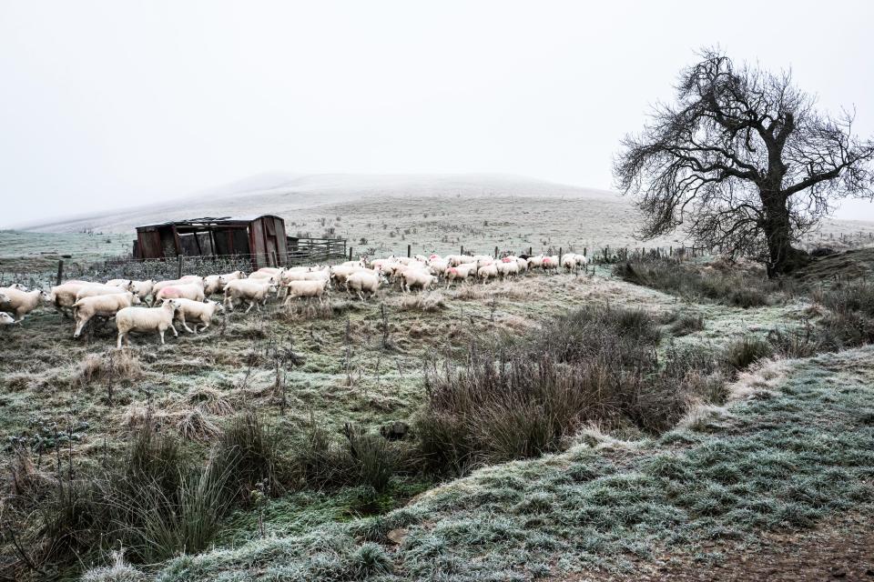  Lleyn sheep are gathered in the Cheviot Hills near the village of Hownam where temperatures as low as minus 7 were recorded according to a local shepherd