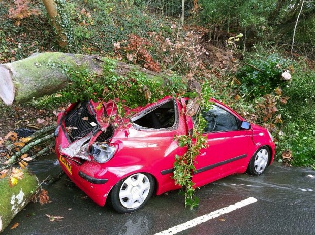 The driver had a lucky escape after a tree crushed her car as she drove down the road