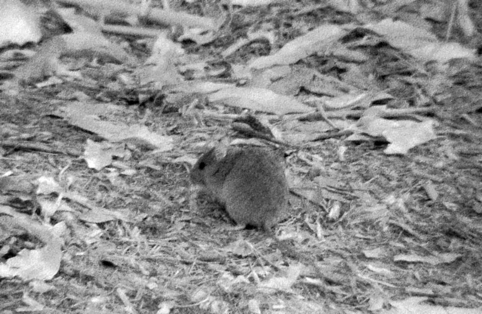  The snake came into camp after it spotted a mouse