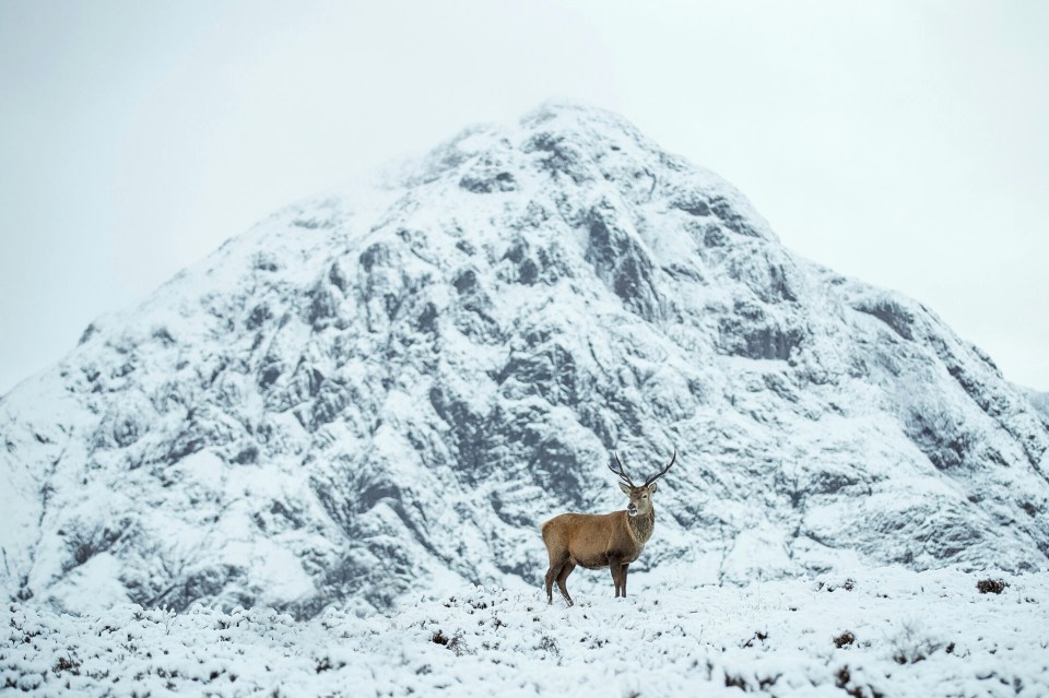  A lone stag in the highlands of Scotland with the Buachaille Etive M¿r mountain behind