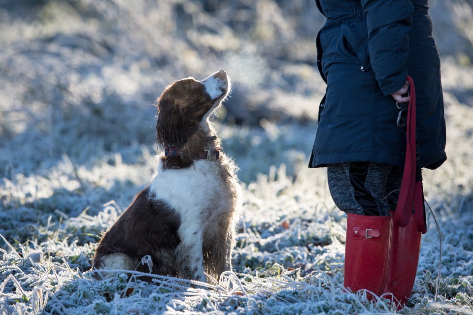  A woman walking her dog on the Cathkin Braes, Glasgow as temperatures plummeted