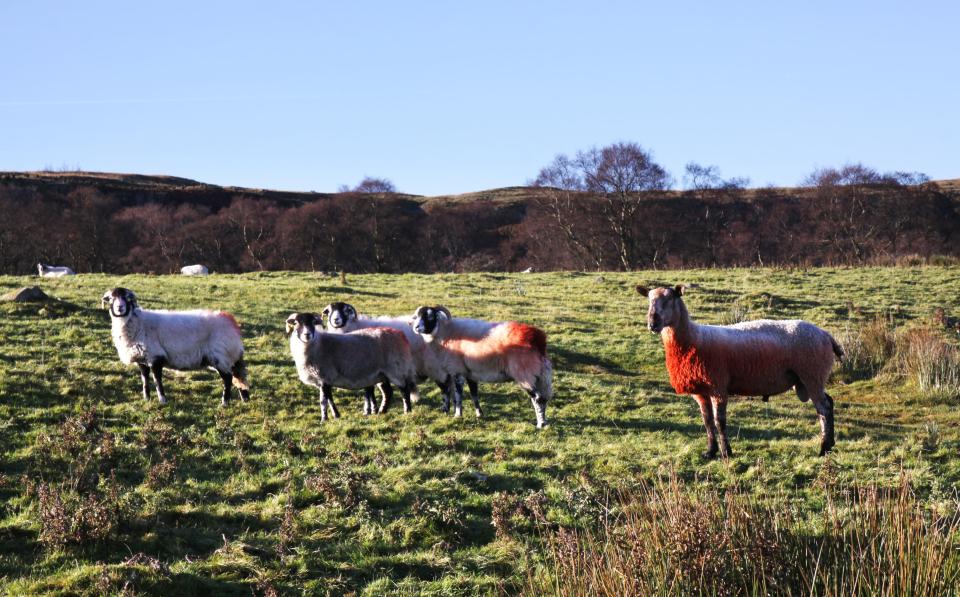  Tupping time in the North Pennine hills as the sunshine on a cold day lights the bright red raddle (marking dye) on the chest of the tup (ram) and the back of the ewe