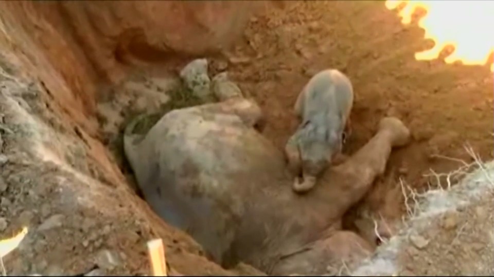  Desperate attempts ... elephant calf tries to nuzzle its mum back to health after horrific 20ft fall