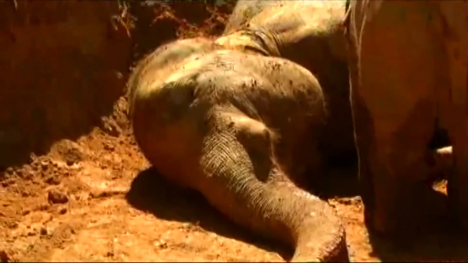  Tragic ... the elephant mother remains in a serious condition despite locals' attempts to rescue and nurse her back to health